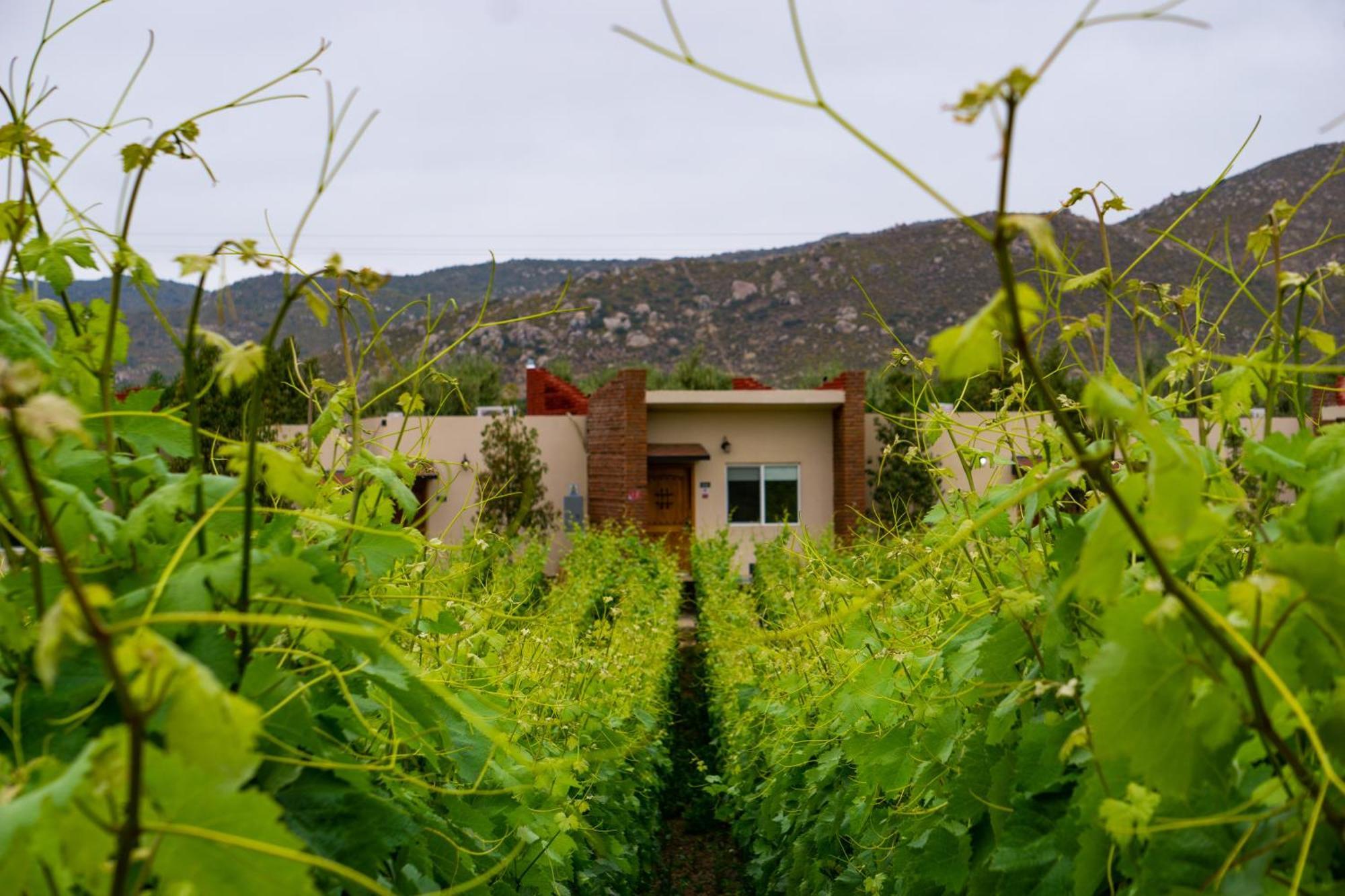 Ojo Azul Resort Valle de Guadalupe Exterior foto